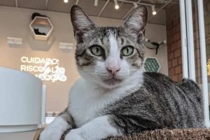 guarda-compartilhada-pets