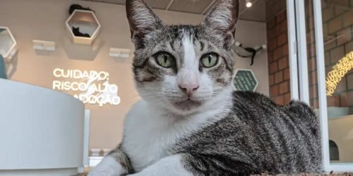 guarda-compartilhada-pets