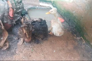 ibama-interdita-zoologico-clandestino-com-655-anim006508440202607102245.webp.webp
