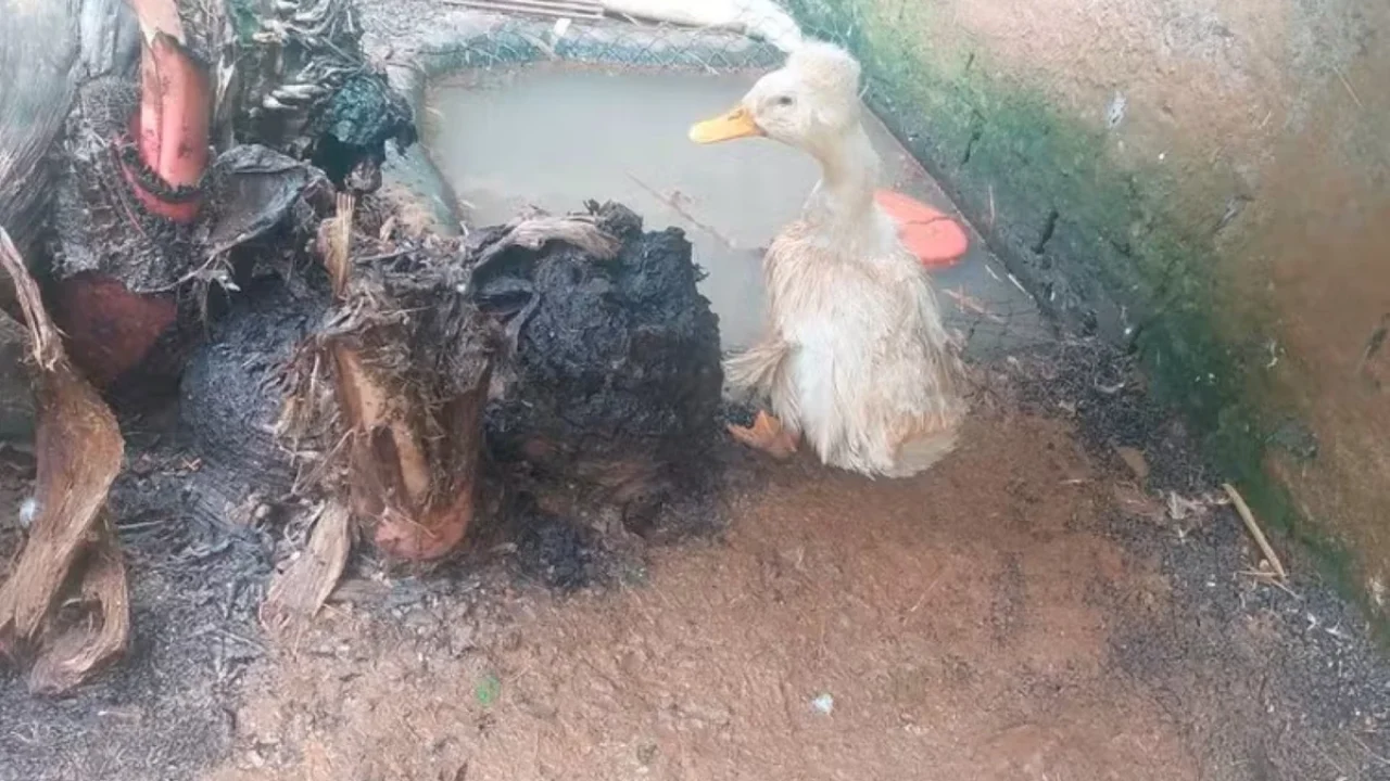 ibama-interdita-zoologico-clandestino-com-655-anim006508440202607102245.webp.webp