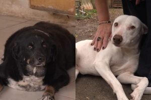 idosa-cancer-16-cachorros-960x592-1
