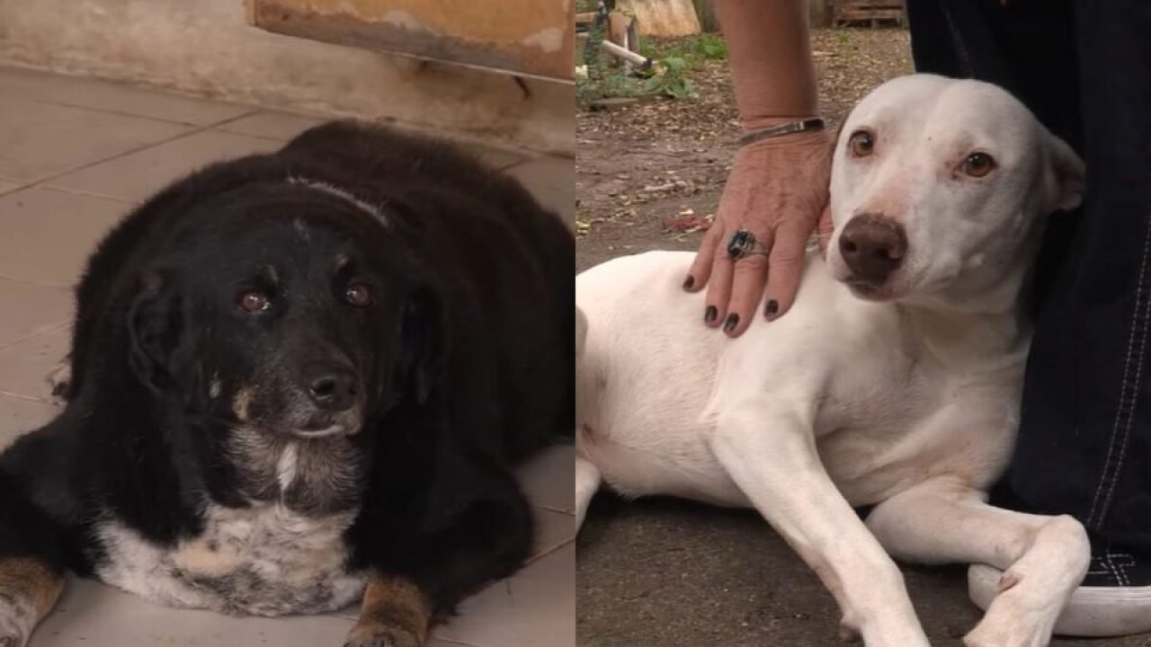 idosa-cancer-16-cachorros-960x592-1