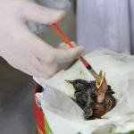 Foto: Governo do Paraná