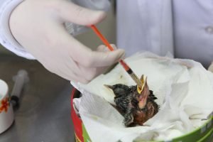 Foto: Governo do Paraná