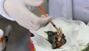 Foto: Governo do Paraná