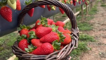 Rota Turística do Morango Paranaense — Foto: Governo do Paraná