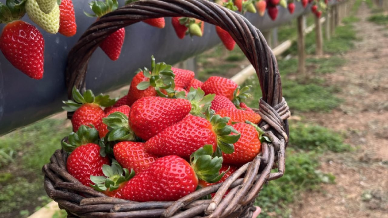 Rota Turística do Morango Paranaense — Foto: Governo do Paraná