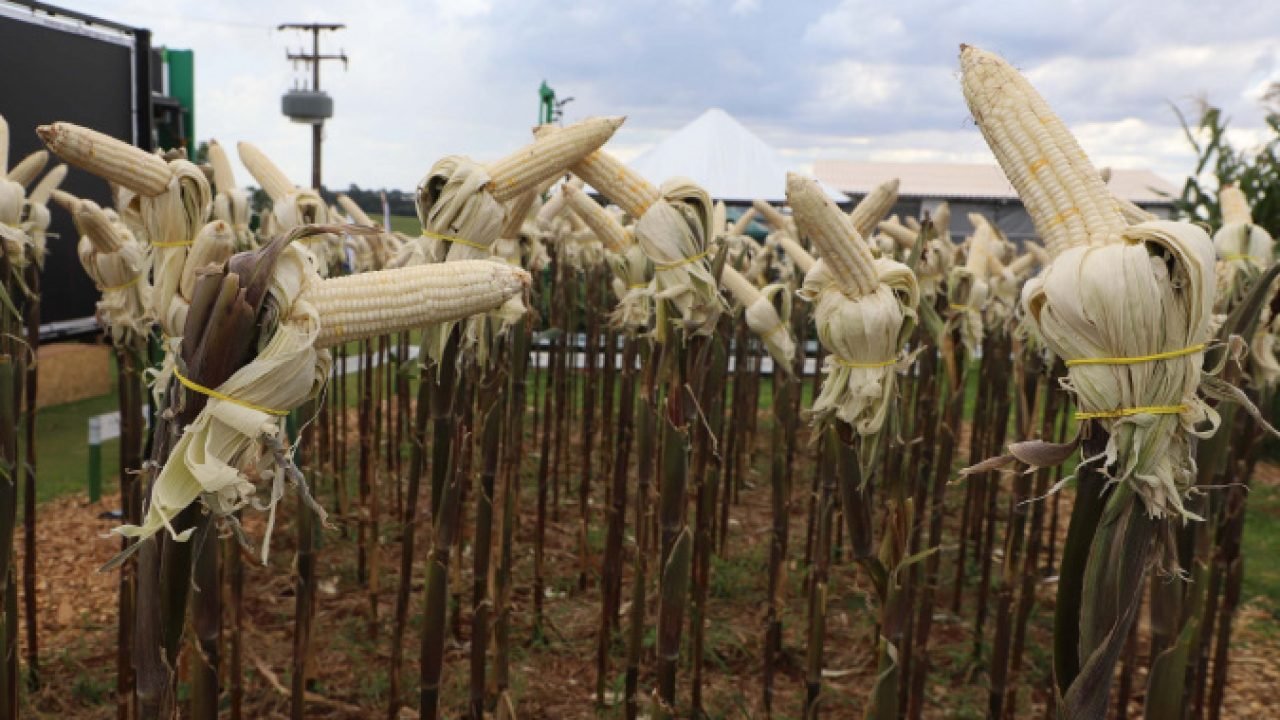 Lançamento de novos cultivares de mandioca e milho durante o Show Rural Coopavel