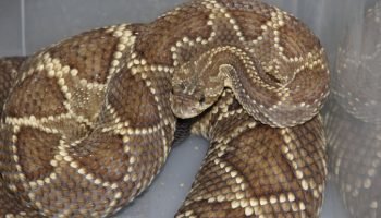 Foto: Governo do Paraná