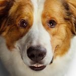 Foto: 1 de 1 Imagem colorida do Pôster do filme Juntos Pra Sempre 2 - Metrópoles