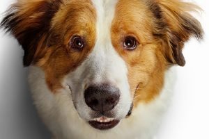Foto: 1 de 1 Imagem colorida do Pôster do filme Juntos Pra Sempre 2 - Metrópoles