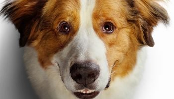 Foto: 1 de 1 Imagem colorida do Pôster do filme Juntos Pra Sempre 2 - Metrópoles
