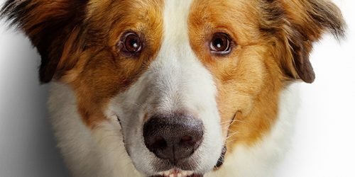 Foto: 1 de 1 Imagem colorida do Pôster do filme Juntos Pra Sempre 2 - Metrópoles