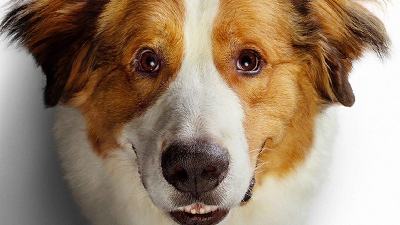 Foto: 1 de 1 Imagem colorida do Pôster do filme Juntos Pra Sempre 2 - Metrópoles