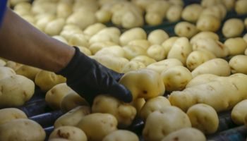 Produção de sementes de soja e batata em Palmas — Foto: Governo do Paraná