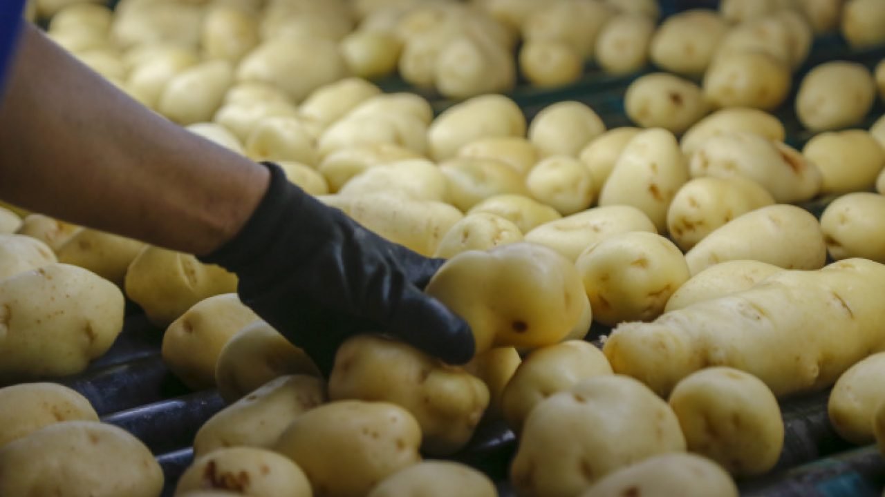 Produção de sementes de soja e batata em Palmas — Foto: Governo do Paraná