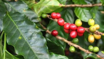 Café especial produzido no Paraná — Foto: Governo do Paraná