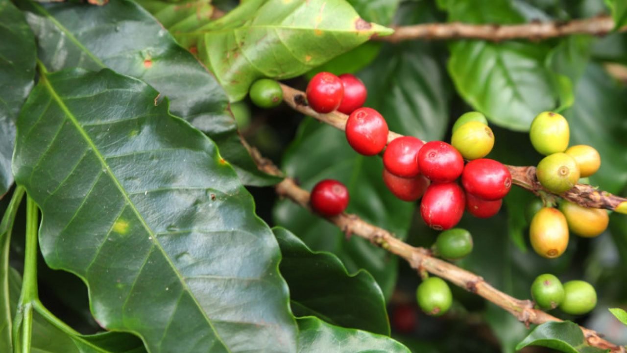 Café especial produzido no Paraná — Foto: Governo do Paraná