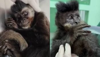 Macaca baleada em São José dos Pinhais — Foto: Foto: Rede Massa