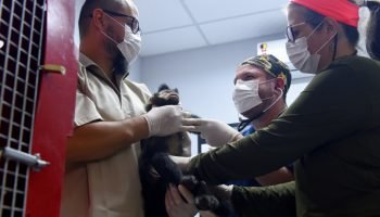 Atendimentos a animais silvestres — Foto: Governo do Paraná