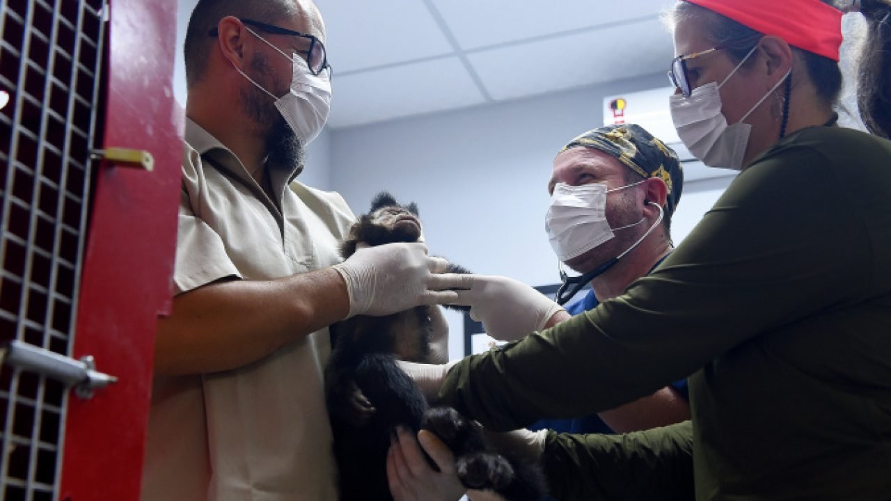 Atendimentos a animais silvestres — Foto: Governo do Paraná
