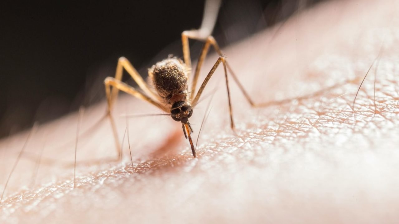 malaria-maringa