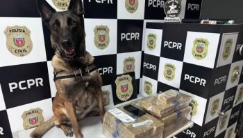 Cão de faro Becky — Foto: Governo do Paraná