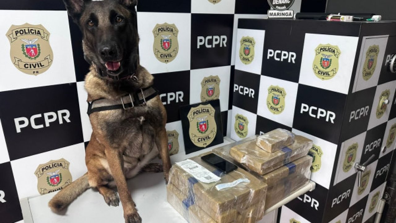 Polícia Civil prende homem e apreende drogas em rodoviária de Maringá — Foto: Go