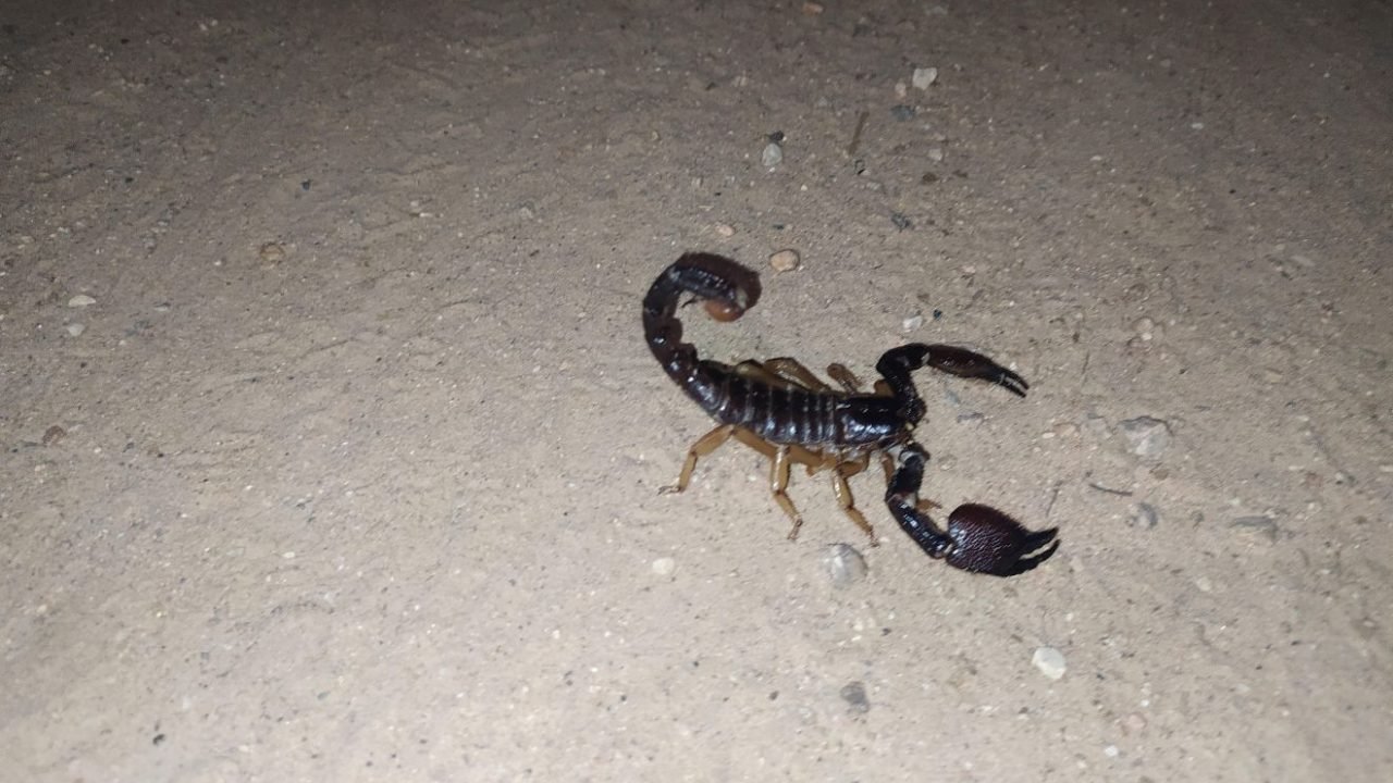 menino-morre-picado-escorpiao