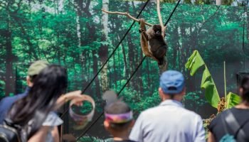 moradores-de-foz-do-iguacu-e-regiao-pagam-r-15-para-visitar-o-zoo-park-ate-dia-31-6a88abc7c30bf