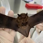 Foto: Foto: Tatiane Dombroski/SESA