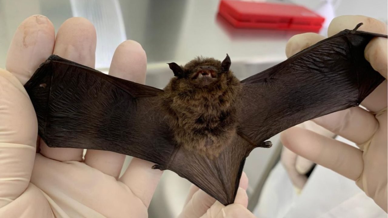 Foto: Foto: Tatiane Dombroski/SESA