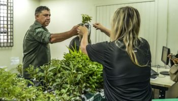 Foto: Maio vai terminar com a entrega de 10 mil mudas de árvores para os morador