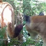 Foto: Foto: Reprodução