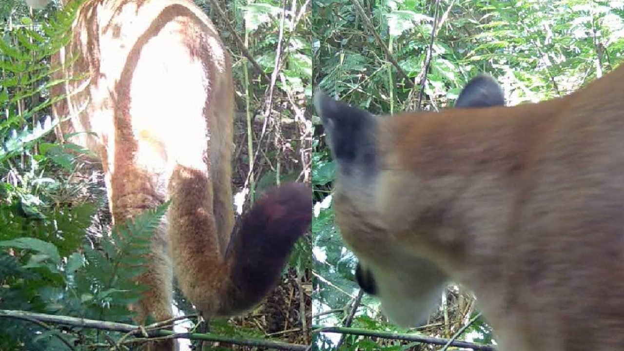 Foto: Foto: Reprodução