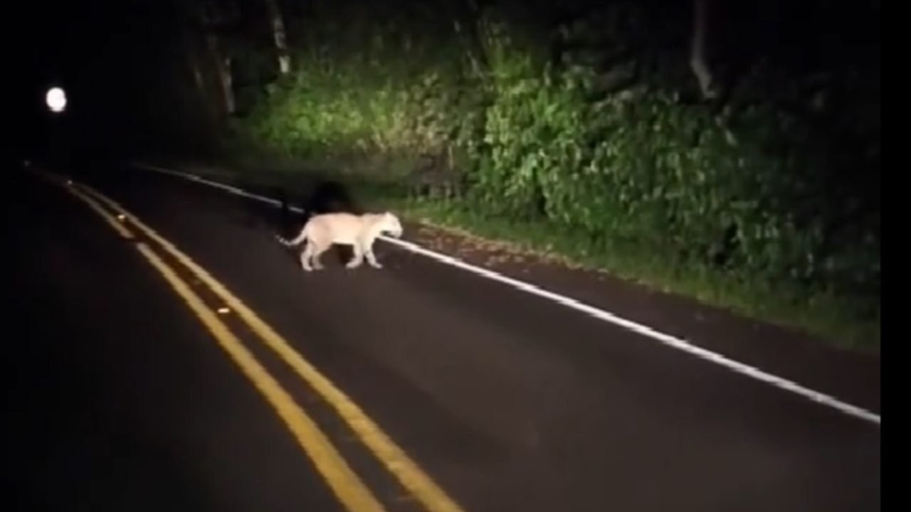 Onça-pintada jovem caça no Parque Nacional do Iguaçu — Foto: H2FOZ