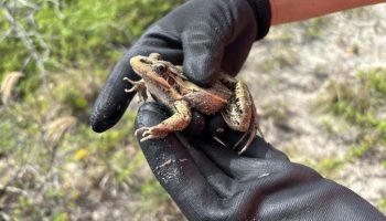 ... — Foto: Governo do Paraná