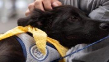 Foto: A proposta teve grande repercussão dentro e fora do plenário (Foto: Jean L