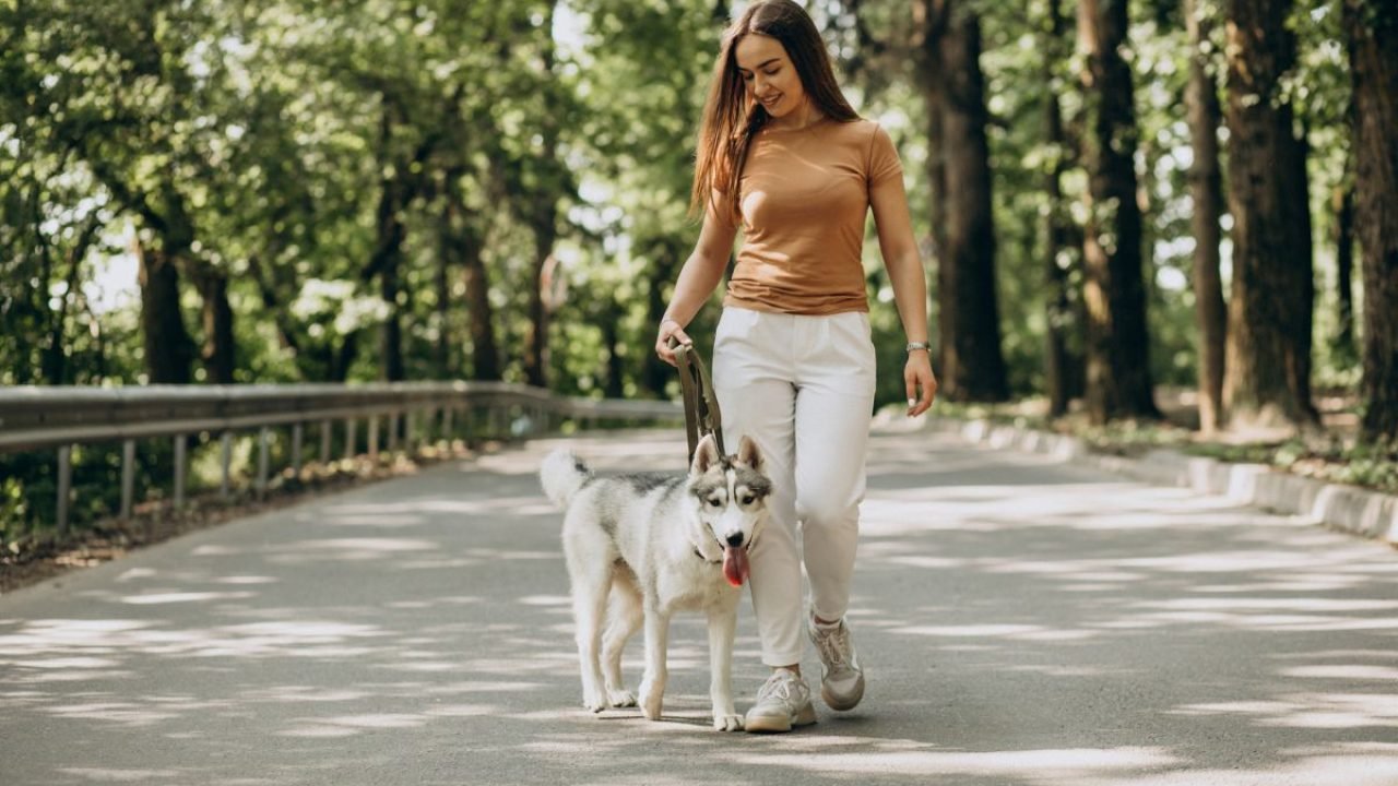 Cachorro em passeio — Foto: Reprodução/Freepik
