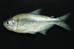peixe006481360202606261255.png