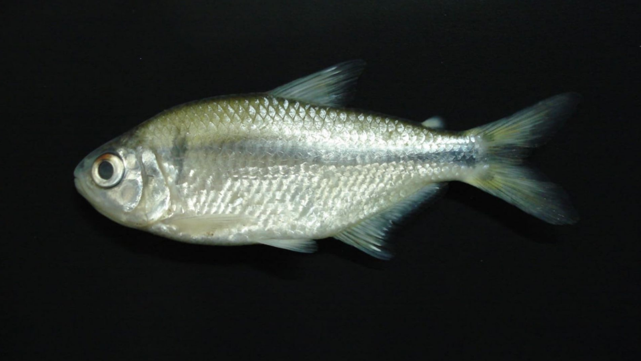 peixe006481360202606261255.png