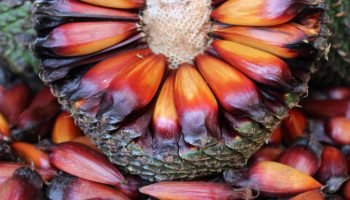 Foto: Governo do Paraná