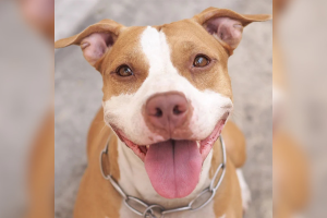 pitbull006646480202608041036.png