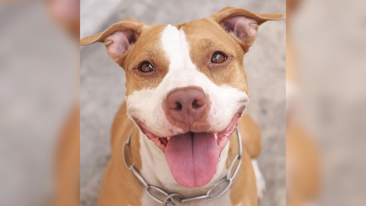 pitbull006646480202608041036.png