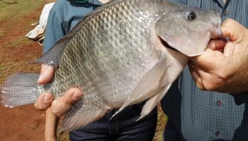 Foto: Foto: Anuário Peixe BR