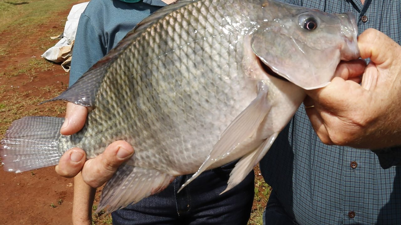 Foto: Foto: Anuário Peixe BR