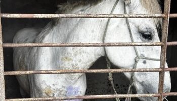 Cavalo resgatado com ferida aberta — Foto: Foto: Divulgação/ Polícia Civil do Pa