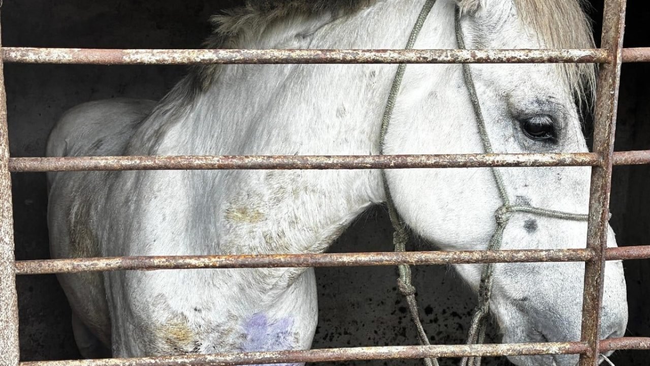 Cavalo resgatado com ferida aberta — Foto: Foto: Divulgação/ Polícia Civil do Pa