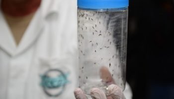 soltura-de-700-mil-mosquitos-por-semana-contra-a-dengue-comecou-nesta-terca-feira-25-6a8de6c940934