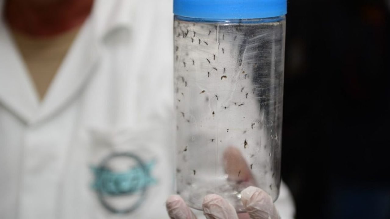 soltura-de-700-mil-mosquitos-por-semana-contra-a-dengue-comecou-nesta-terca-feira-25-6a8de6c940934